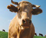 consorzio_carni_di_sicilia_pascoli_2