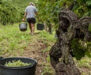 Vendemmia_a_Conegliano_Valdobbiadene_photo_credits_Arcangelo_Piai