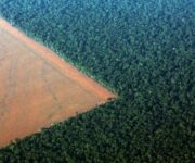 Foresta-Amazzonica-una-coltivazione-sostituisce-la-copertura-forestale-696×459