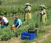 RaccoltaVerdoneNanoAgriturismoAlBoscoconMascotte