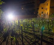 il_vigneto_in_notturna