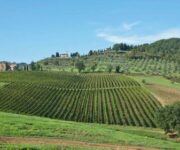 vigneti_veronesi_bardolino