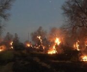 incendi_ulivi_puglia