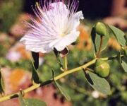 pianta_cappero_salina