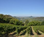 vigneto_area_protetta