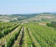 vigneto_brachetto_dcqui_docg