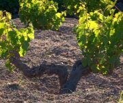 Vite_ad_alberello_31