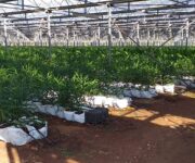 Consorzio_Zenzero_Italiano_2_Pachino