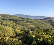 vigne_soave