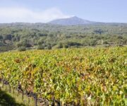 vigneto_scilio