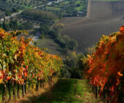 vigneti_montepulciano_dabruzzo