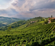 vigneti_oltrep_pavese_2