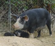 Scrofa-suino-nero-piemontese-Costa-8127