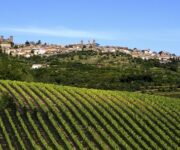 Vigneti_montalcino