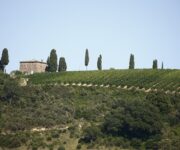 vigneto_brunello_di_montalcino