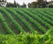vigneti_bianchello_del_metauro
