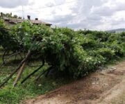 danni_vigneti_valpolicella