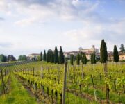 Franciacorta_12_ph_APavan