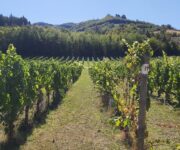 I_vigneti