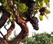 vendemmia_primitivo_di_manduria_2