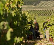 Mandrarossa_Vendemmia_11