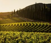 Tenuta_di_Arceno_Vineyards_at__Sunset