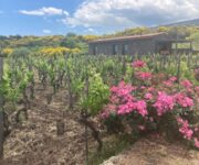 palmento_costanzo_ridotte_3