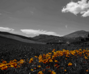 farm_view_gold