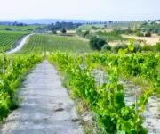 foto_vigneto_2