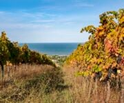 ph_Marina_Spironett_Il_mare_tra_le_vigne