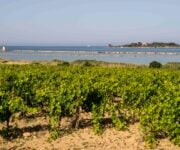 Vigneti_doc_sicilia_new_3