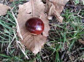 Il frutto delle piante del castagneto