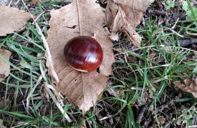 Il frutto delle piante del castagneto