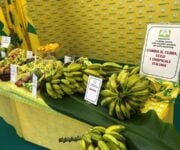 tropicali