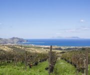 vigneti_doc_mamertino_2