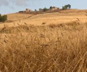 Campi_di_grano