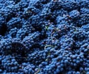 ph Mauro Fermariello