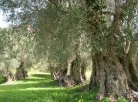 Un uliveto in Sicilia