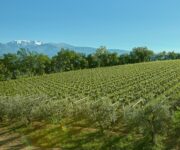 Un vigneto di Villamagna e sullo sfondo la Majella