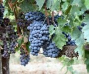sangiovese