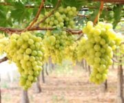 Uva da tavola Igp di Canicattì e Mazzarrone