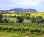 Vigneto nelle Marche