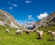 Alpeggi in Valtellina