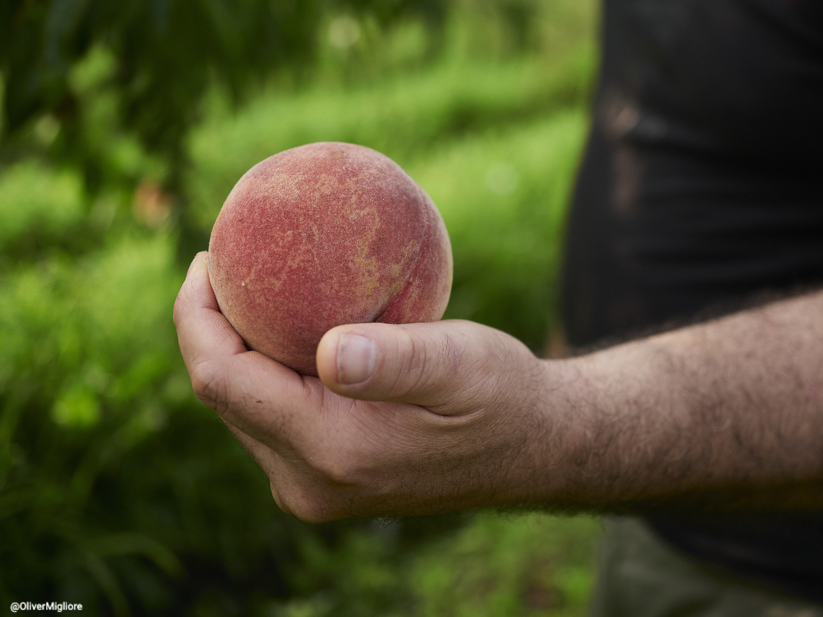 La pesca Bella di Borgo d’Ale,