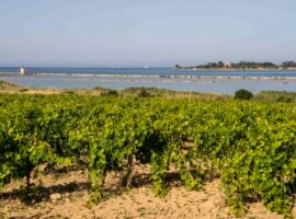 Vigneti in Sicilia