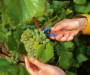 Vendemmia in Champagne