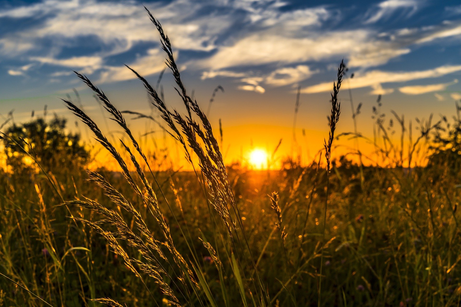 Campo di grano al tramonto – ph FelixMittermeier – Pixabay