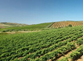 Un vigneto della Doc Monreale