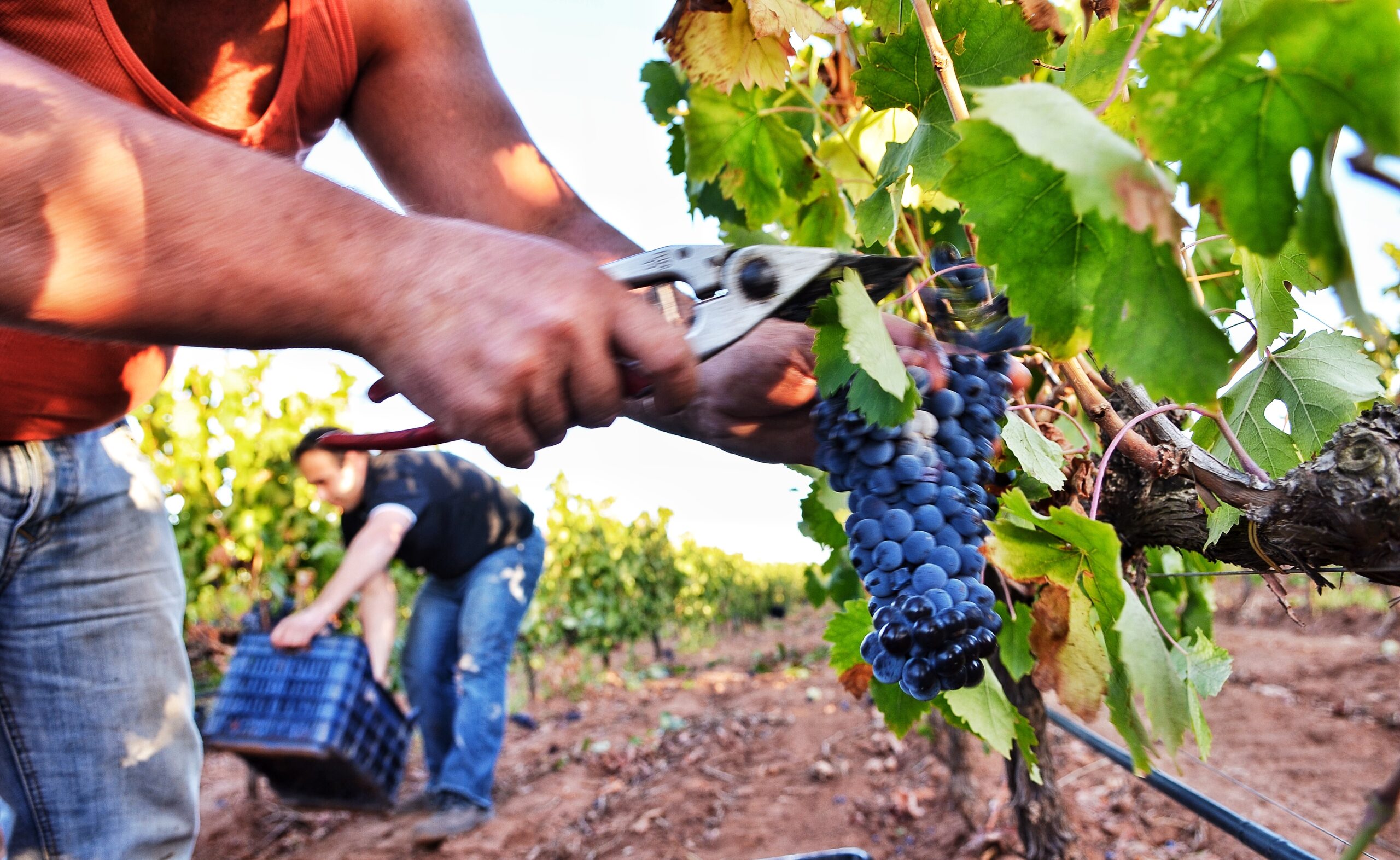 Vendemmia – ph Salvo Mancuso