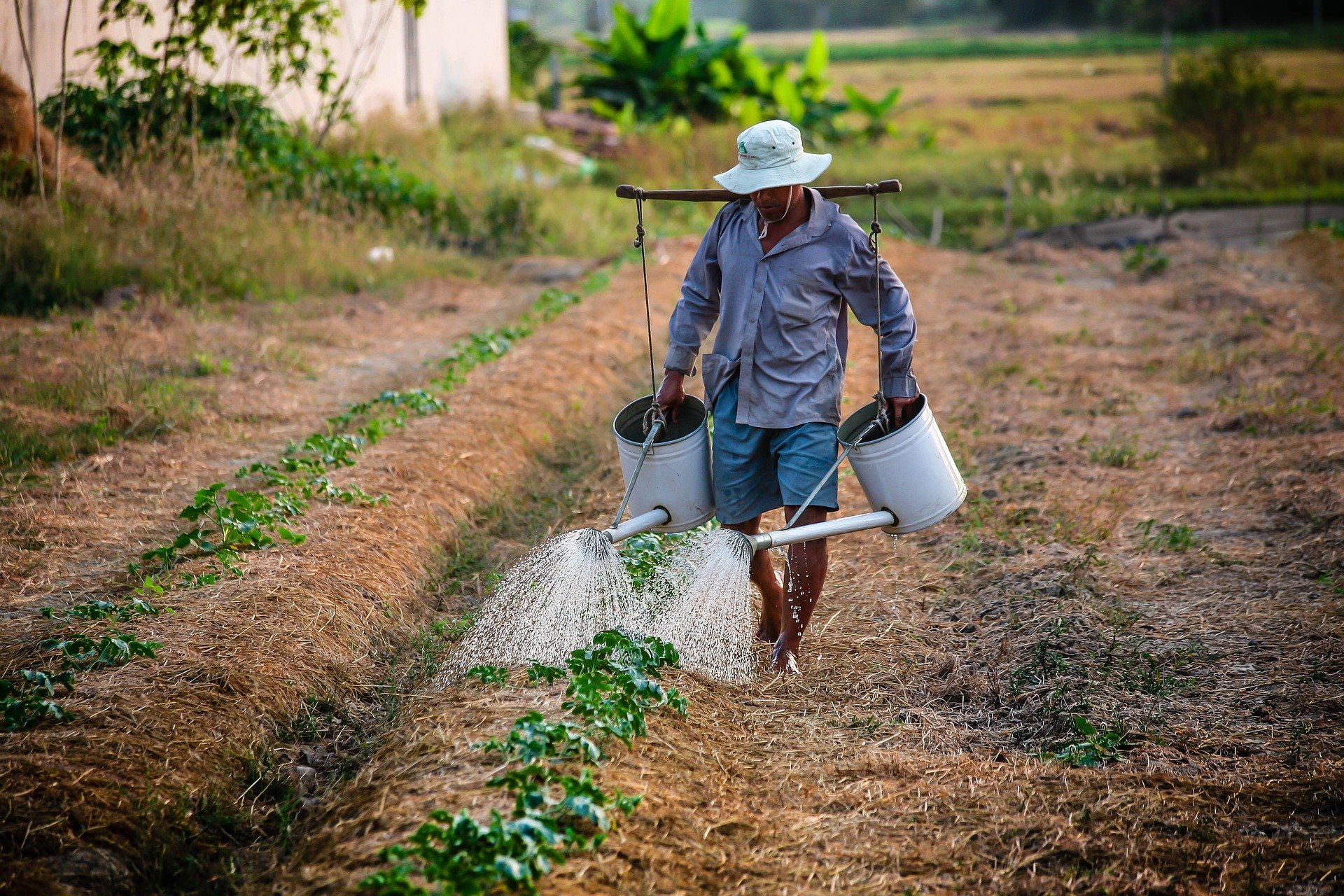 Ph Qui Nguyen Khac da Pixabay